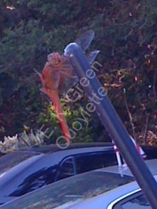 I hope he wasn't making out with my radio antenna.